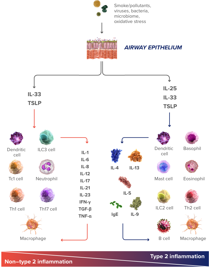 type 2 airway inflammation in copd