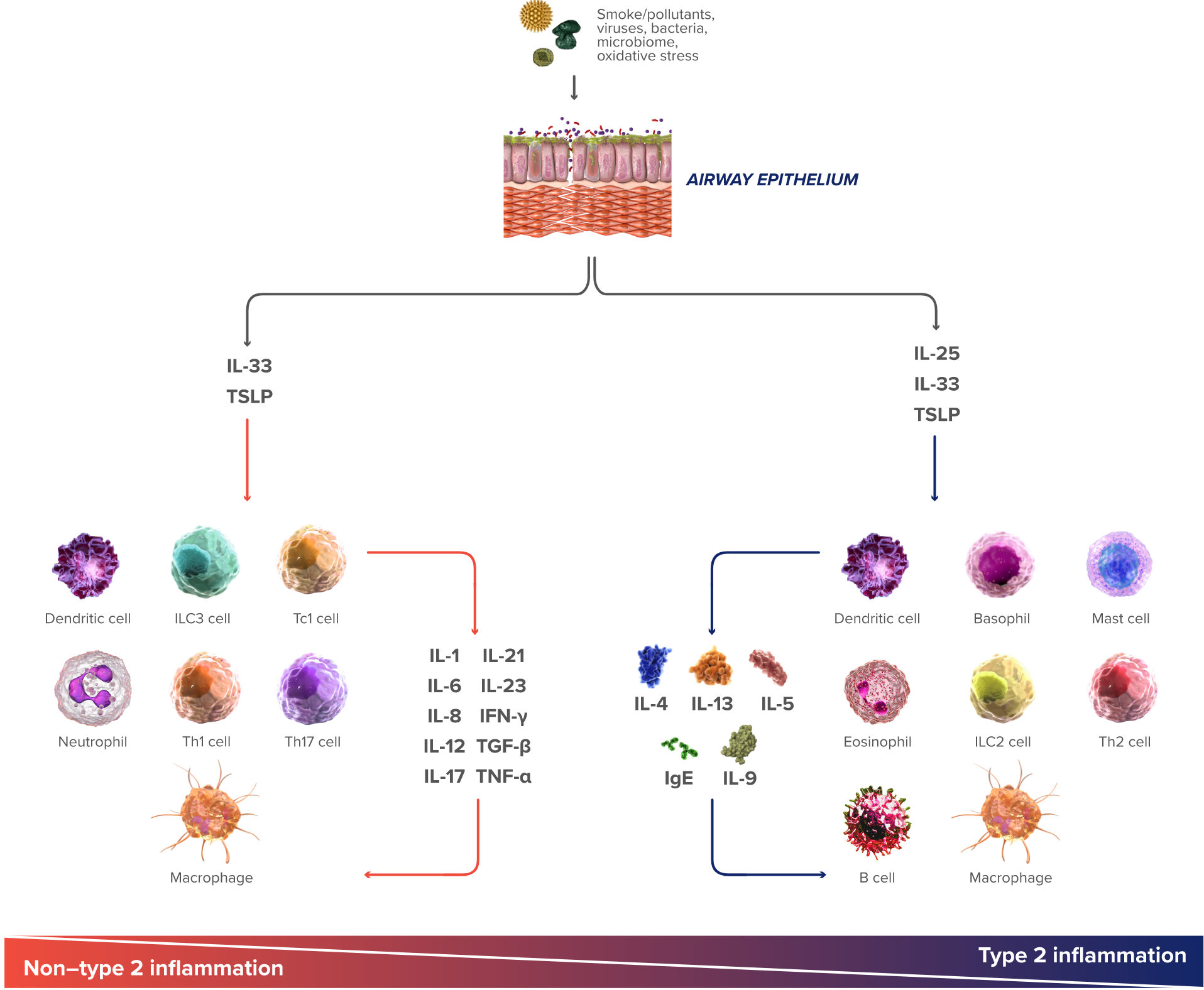 moa chart