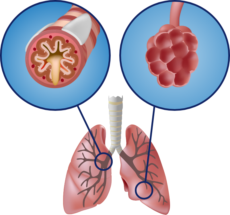 lung-function