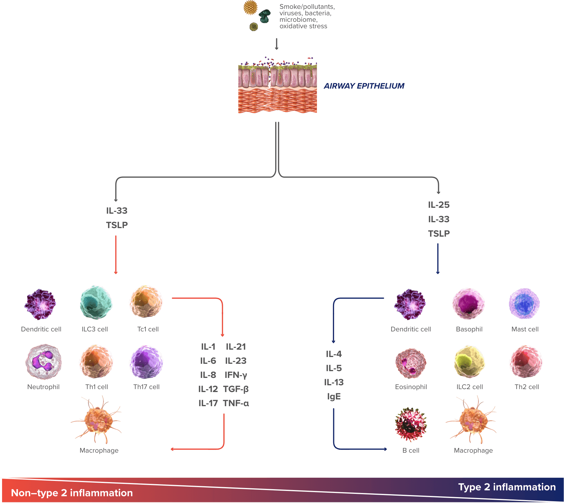 moa chart